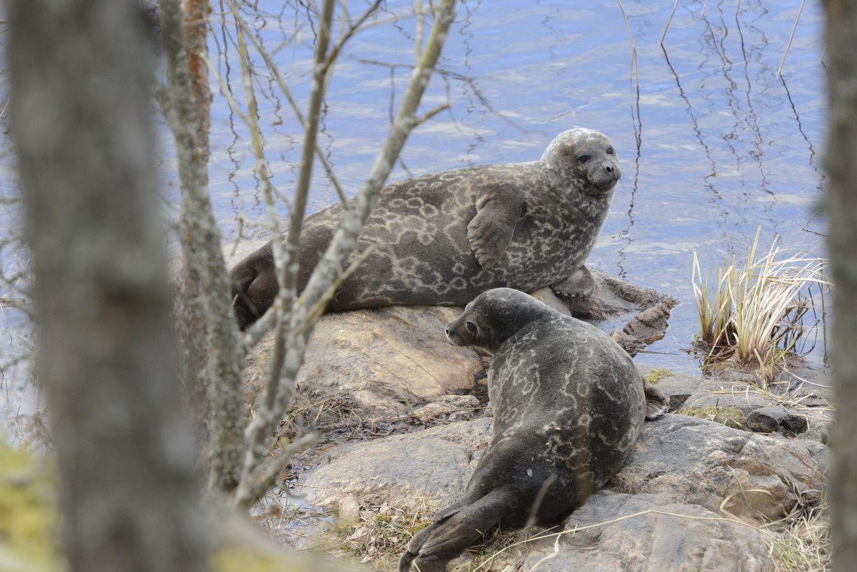 Still saving Finland's Saimaa ringed seal - thisisFINLAND
