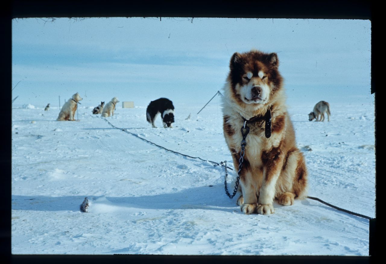 Four-legged explorers were as essential to charting Antarctica as their two-legged counterparts.