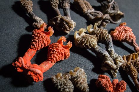 Although illegal, researchers discovered Monitor lizard genitalia sold as “Hatha Jodi” available for purchase from major online retailers including Amazon, Ebay, and Etsy.