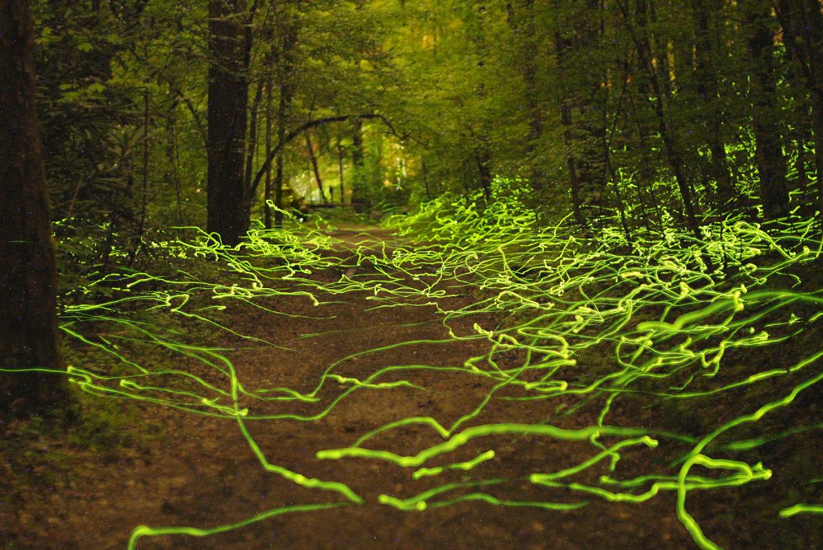 A mystical forest with blue fireflies, glowing flower beds in late