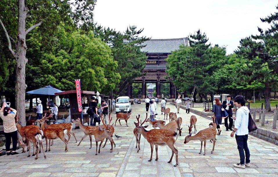 Nara's free-roaming deer are more famous than its food scene.
