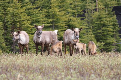 Maternal pens for cows and calves—and human guardians who watch over them 24/7—are a key part of an Indigenous-led conservation effort to save caribou in British Columbia.