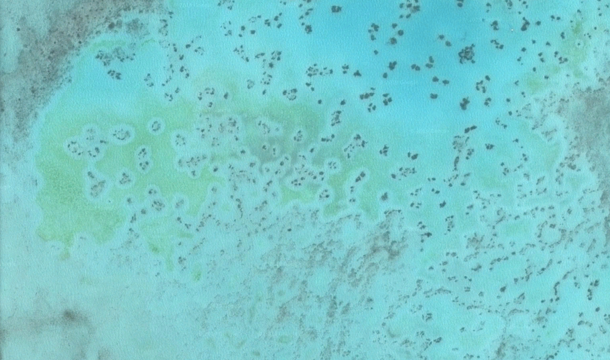 Reef halos at Heron Island, rimmed with meadows of seagrass.