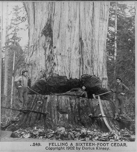 Vintage Photos of Lumberjacks and the Giant Trees They Felled