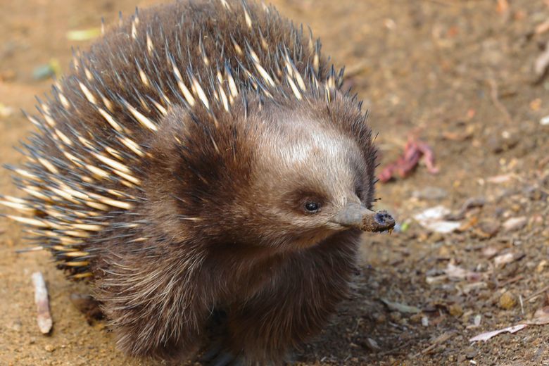 Why the Echidna is Australia's Most Delightfully Different Mammal - Atlas  Obscura