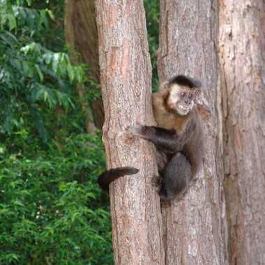 A female capuchin monkey expressing excitement 