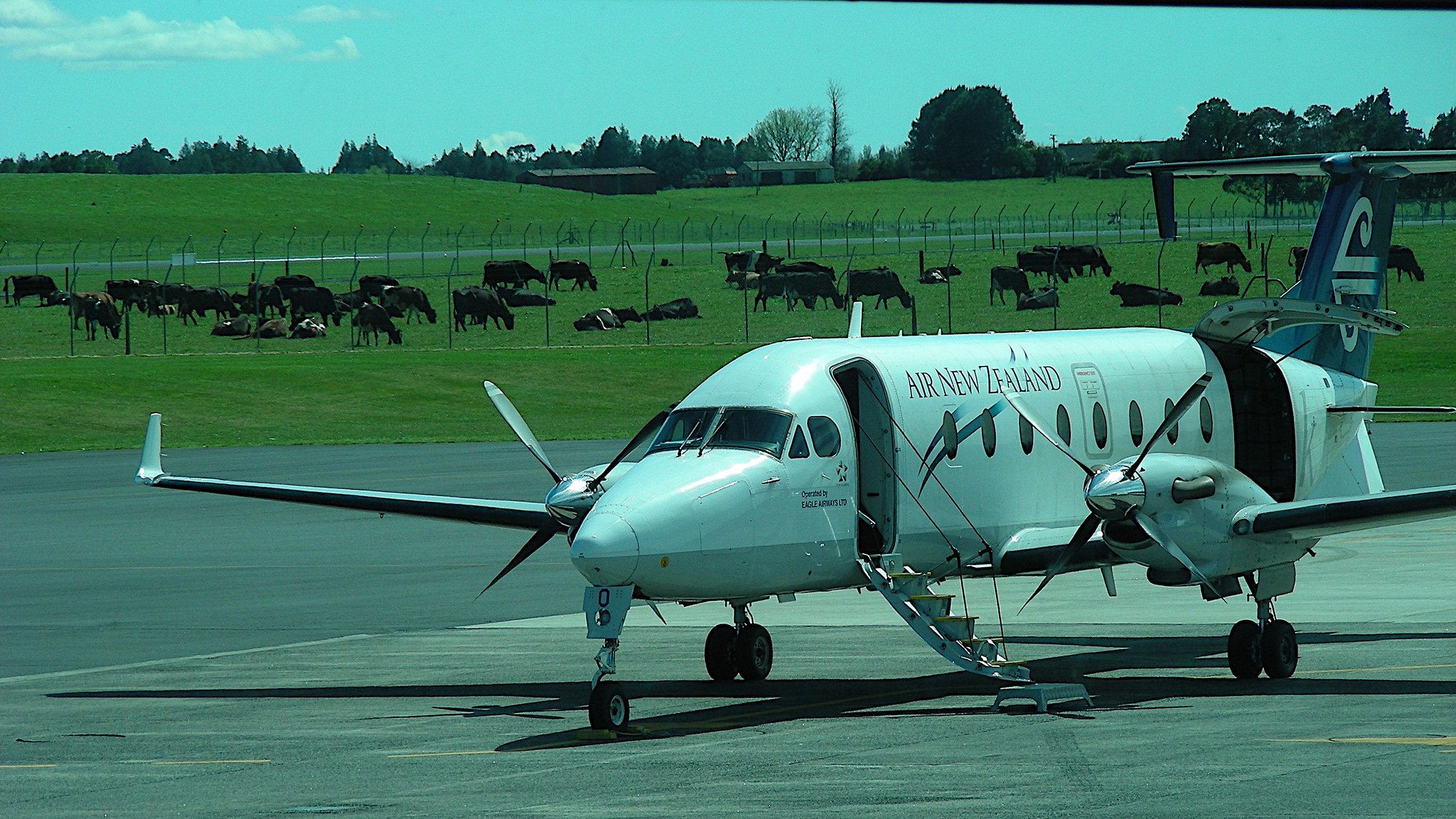 When Pigs And Other Farm Animals Fly Atlas Obscura