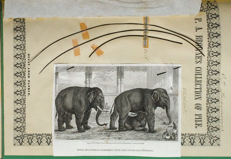 These strands of hair came from an elephant's tail.