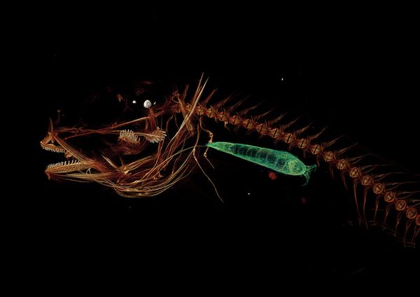 The World's Deepest-Living Fish Is Surprisingly Cute - Atlas Obscura
