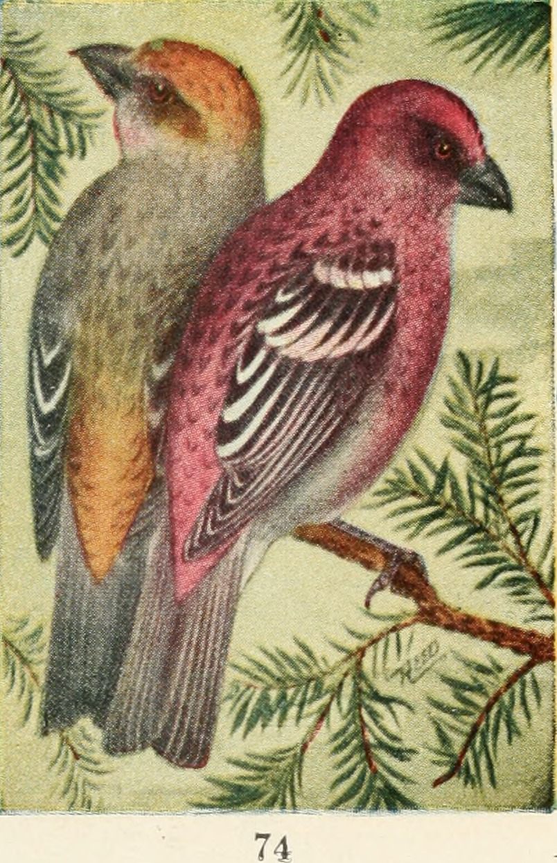 An illustration from Bird guide : land birds east of the Rockies from parrots to bluebirds