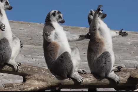  Have You Ever Felt as Good as These Sunbathing Lemurs?
