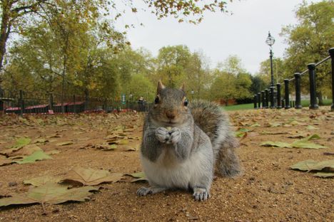 The Epic Century-Long English Battle to Rid Itself of American Squirrels