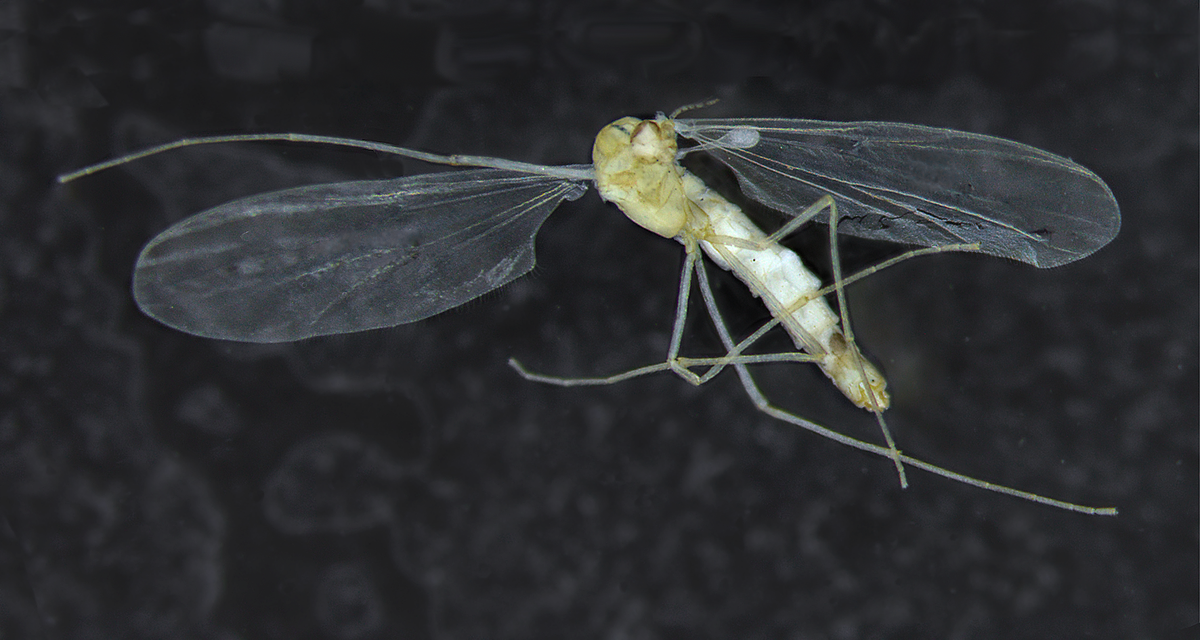 The First Flying Subterranean Insect Discovered in One of the World's ...