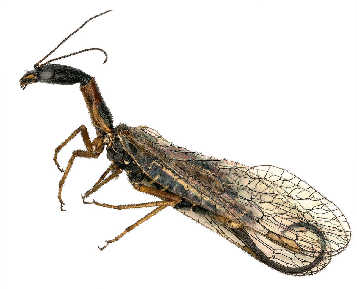 Snakefly from the genus </em>Agulla</em>.