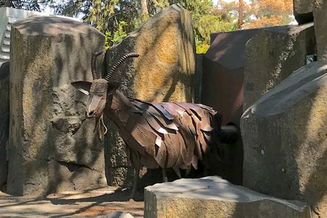 Garbage goat in 2018.