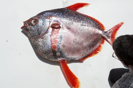 The opah, ready for a photograph. 
