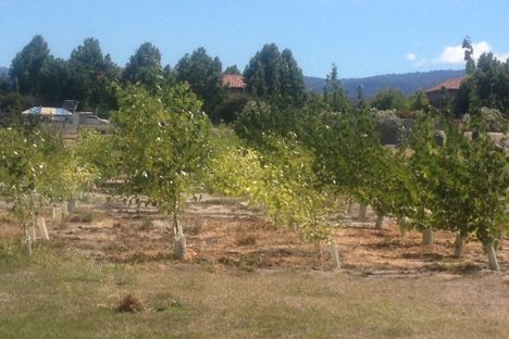 Poplar trees at the test site. The second and fourth rows (from the left) were inoculated with the probiotic bacteria.