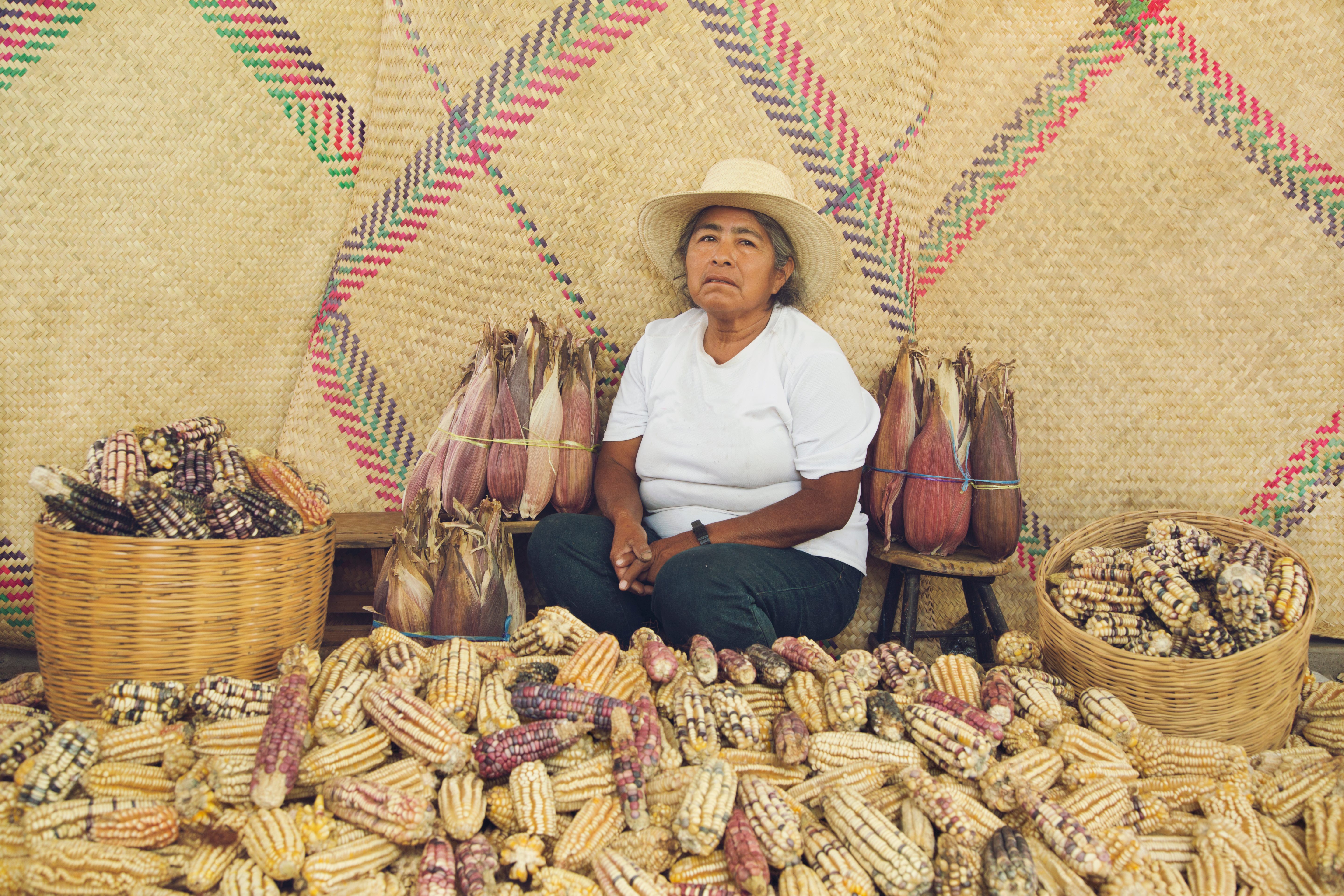 A harvest of the corn intended for <em>Totomoxtle</em>.