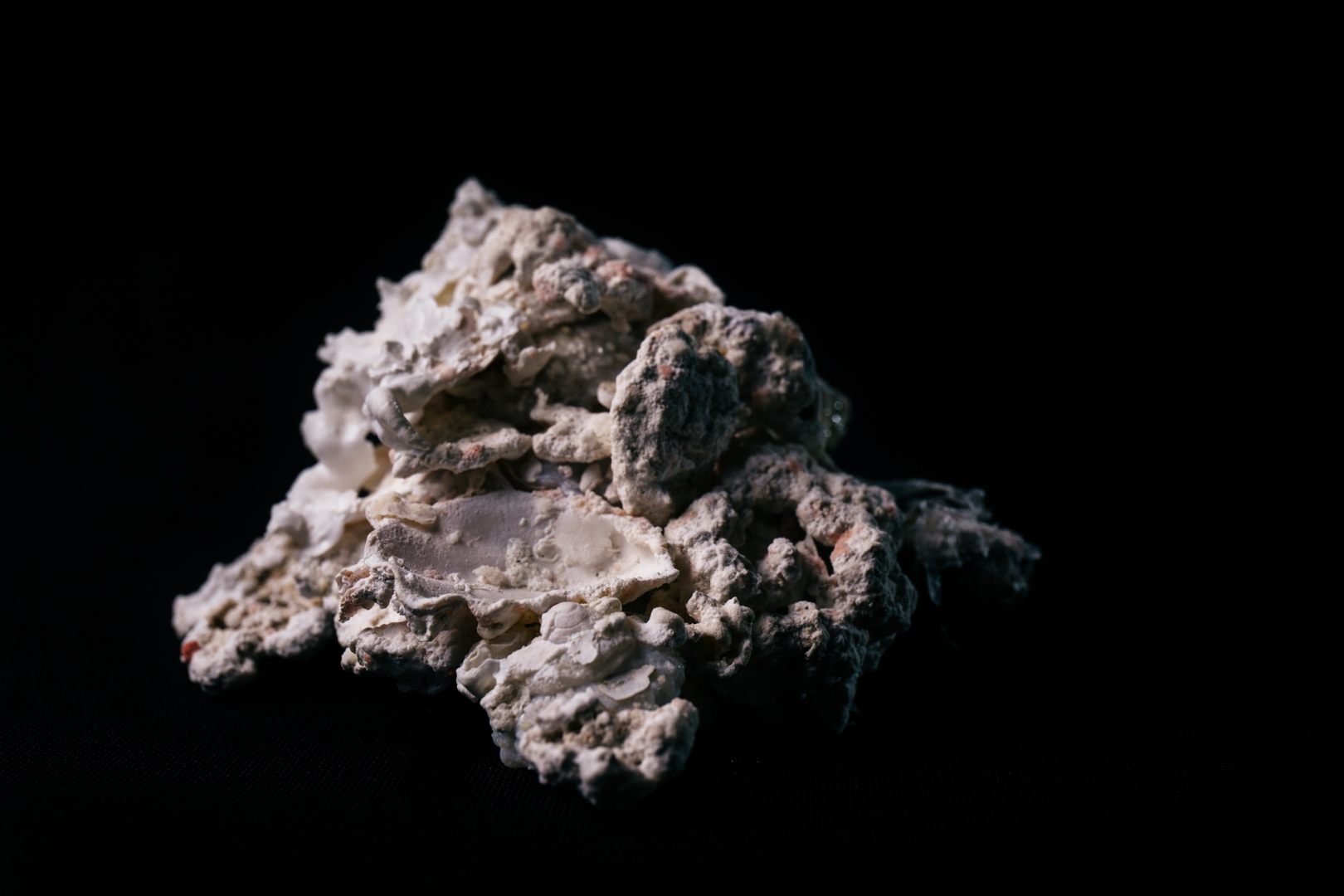 A rugged Xenophora, covered with rocks.