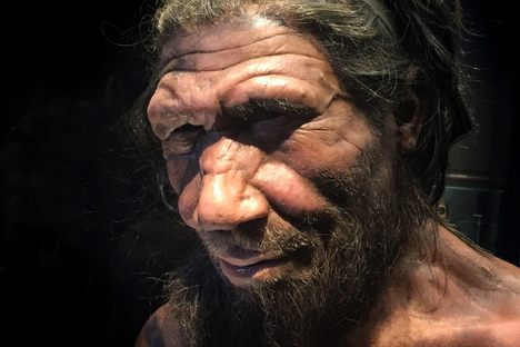 A model of a Neanderthal man, from London's Natural History Museum.