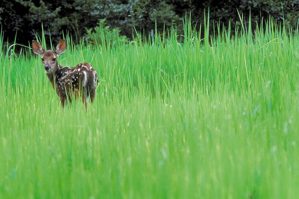 A deer hangs out at the Savannah River Site, just outside a nuclear reservation.