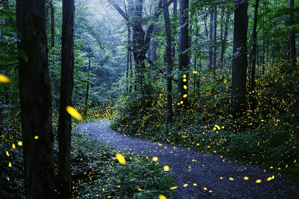 A time-lapse photo of fireflies, aglow in the Great Smoky Mountains.