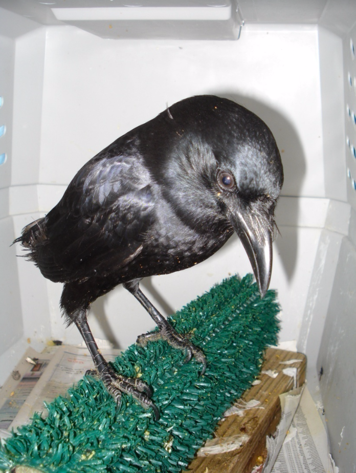 Nugget in February of 2008, before she regrew her flight feathers.