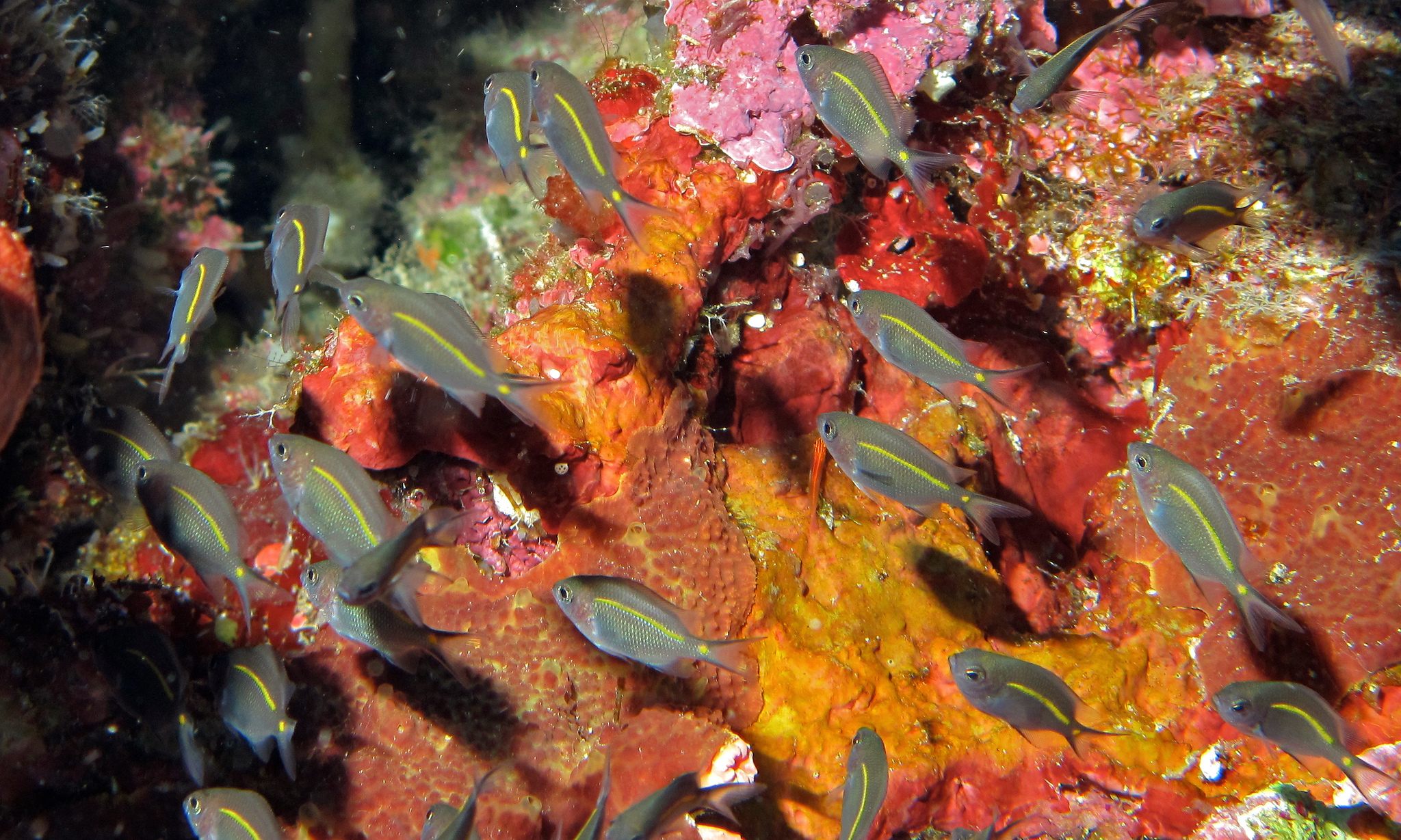 Juvenile spiny chromis in Indonesia.