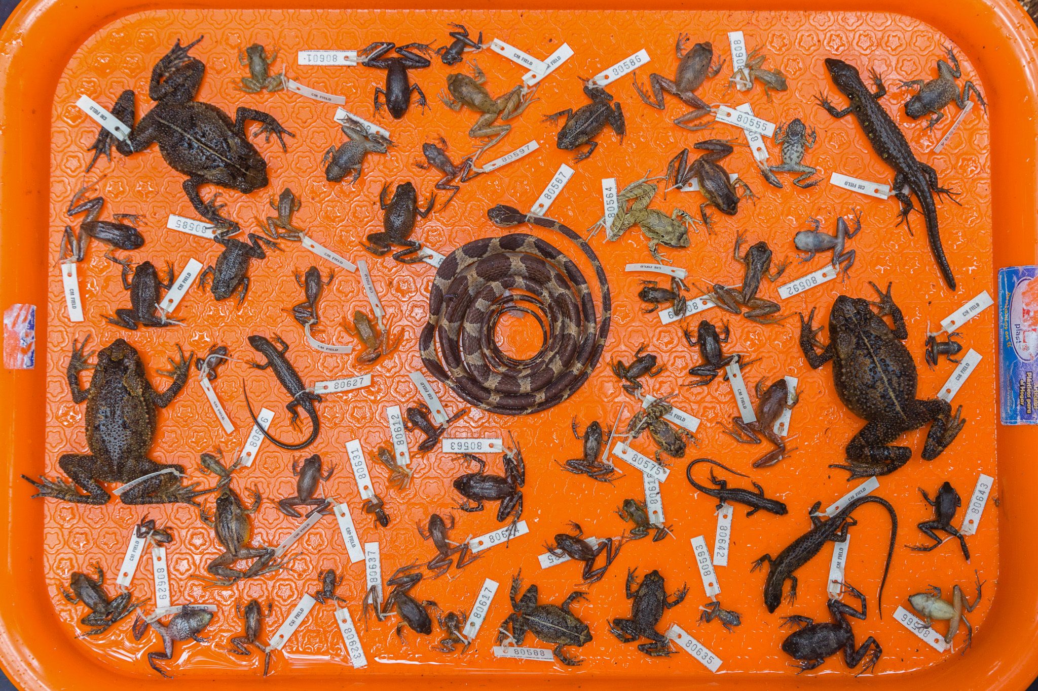 A tray of specimens collected during the expedition.