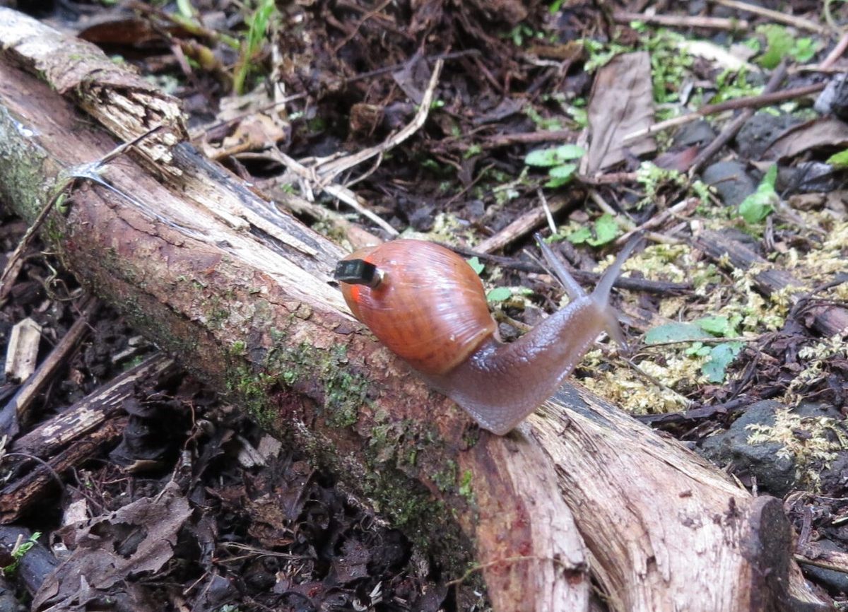 A rosy wolf snail on the hunt, sporting a tiny computer that researchers glued to its shell.