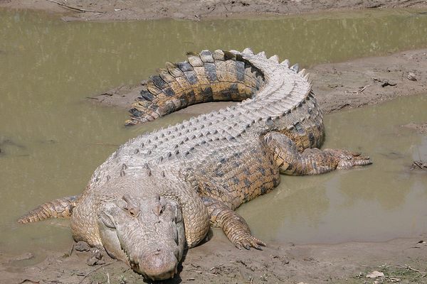One of the massive saltwater crocodiles.