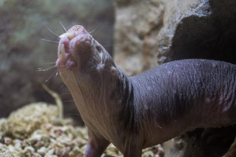 A naked mole rat in the Cleveland Zoo.