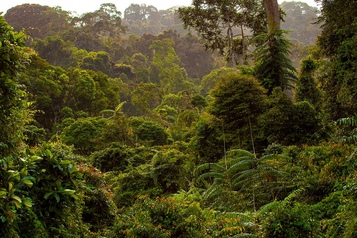 Roughly 88 percent of Gabon—56 million acres—is covered with trees. Many serve distinct traditional purposes. But kevazingo are the most widely revered.