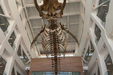The Blue Whale at the Core Science Facility