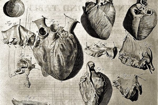 This 18th-century illustration shows a heart in various stages of dissection.