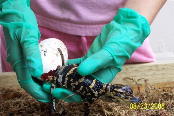 Hatching a gator.