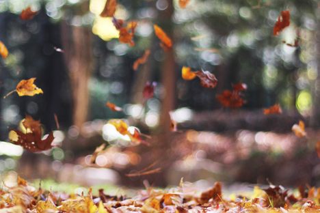 Usage of the word "fall" first appeared in England in the mid-16th century; "autumn" pre-dates it to sometime in the late 14th century. 