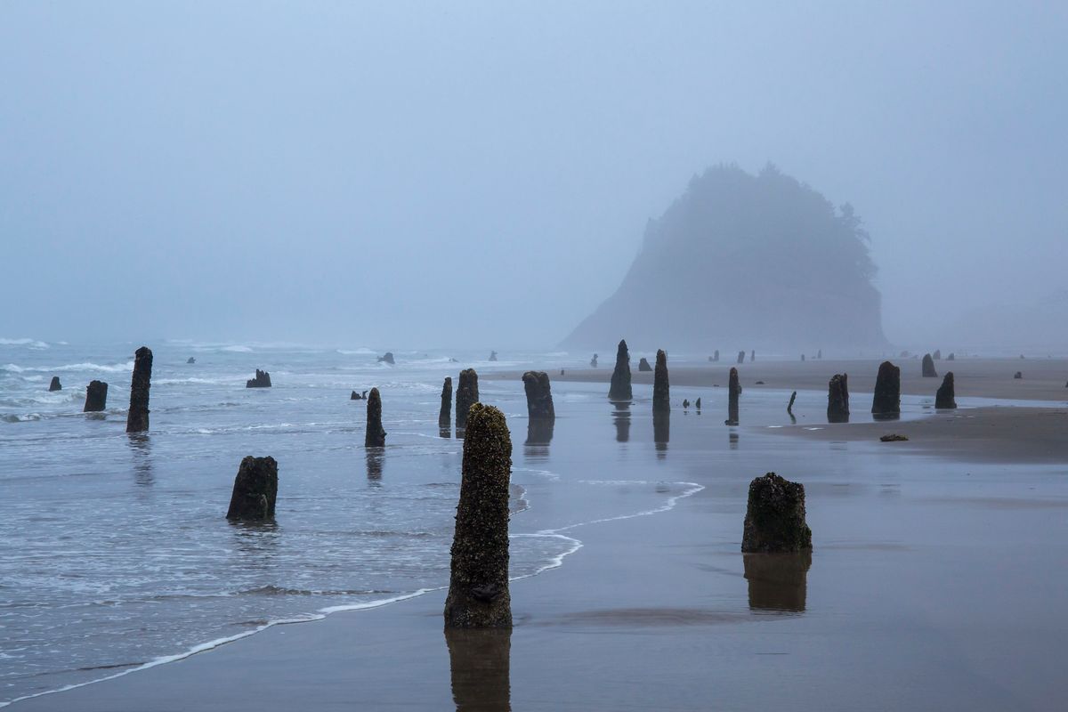 Neskowin Ghost Forest - Atlas Obscura