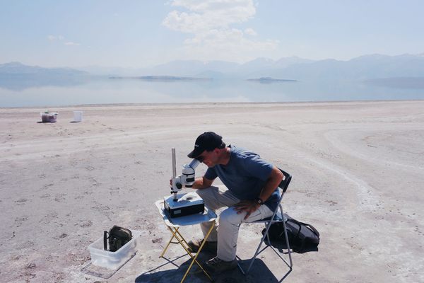 Extremophile expert Amir Sapir checking out some nematodes at Mono Lake.