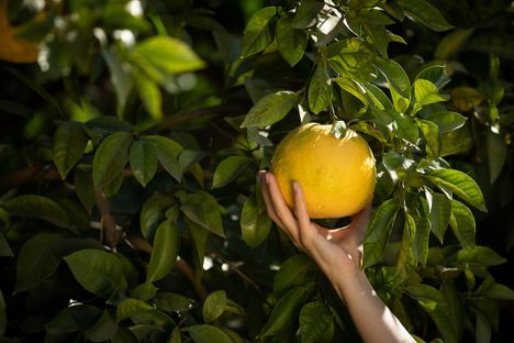 A pummelo hybrid from the Givaudan Citrus Variety Collection.
