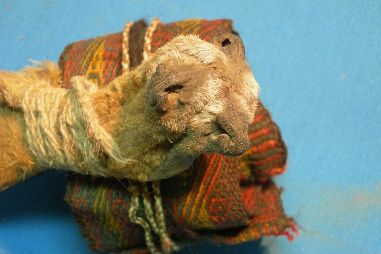 Fox snout drug pouch.