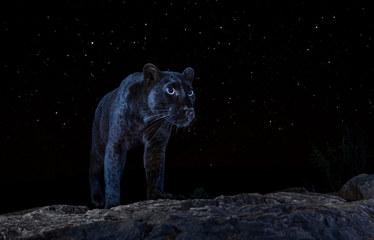 Black leopard Rare black leopard spotted crossing road while