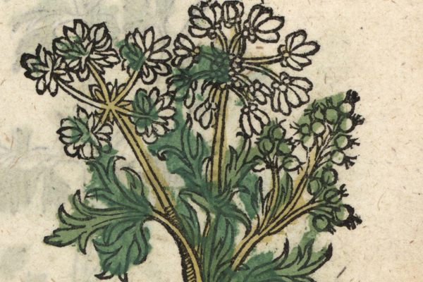 Coriander or cilantro has a long history in Italy.