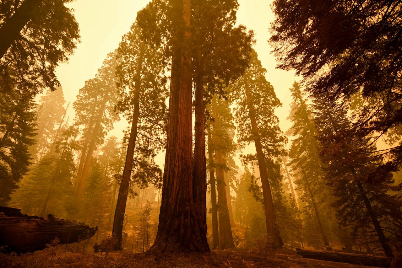 Trees and other plants can’t escape wildfire smoke.