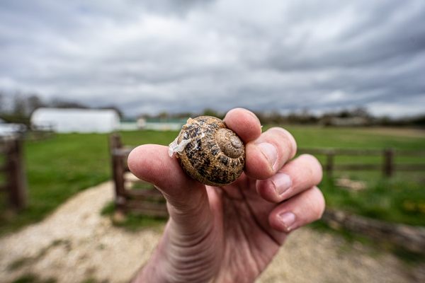 A snail from the Paxman farm.