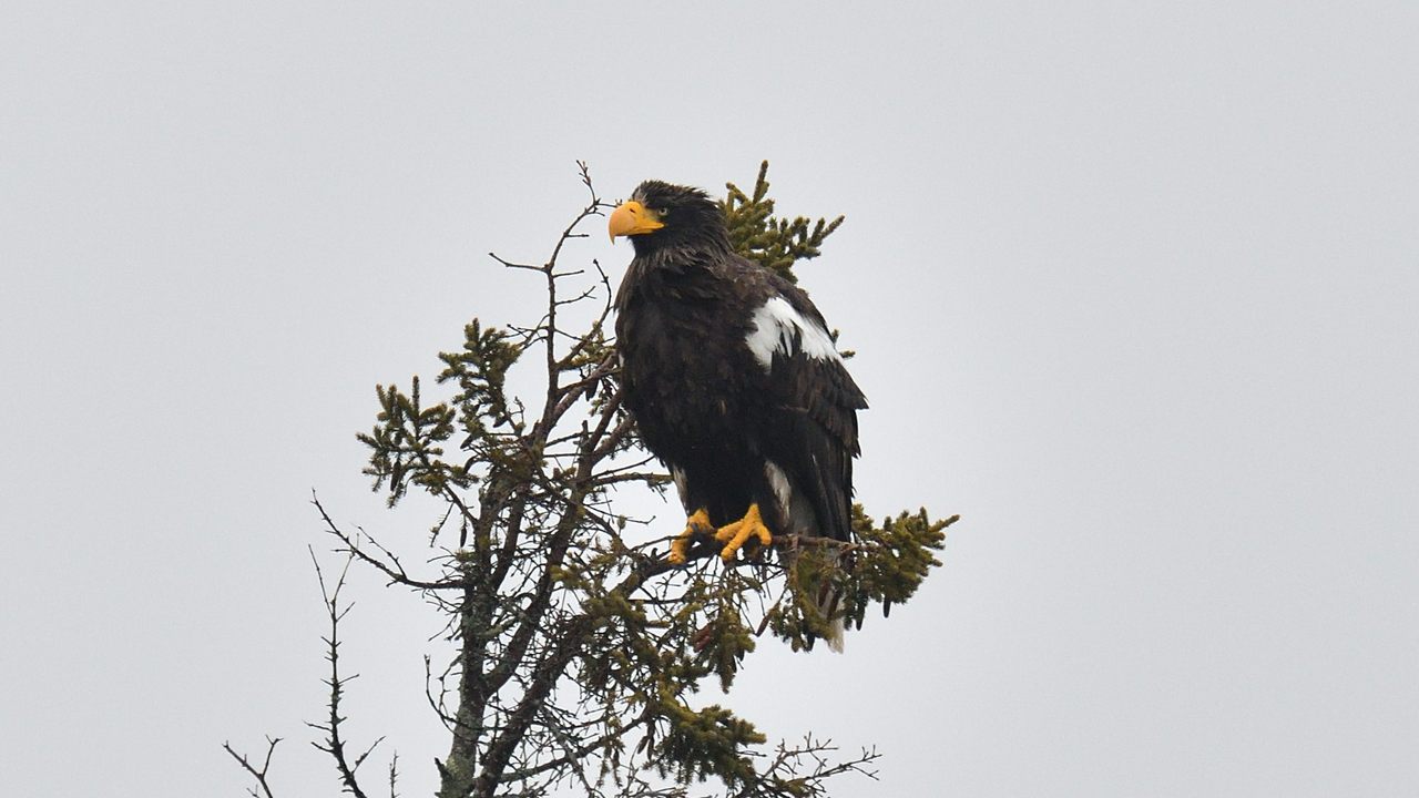 The roaming Steller’s sea eagle in Georgetown, Maine, Jan. 1, 2022.