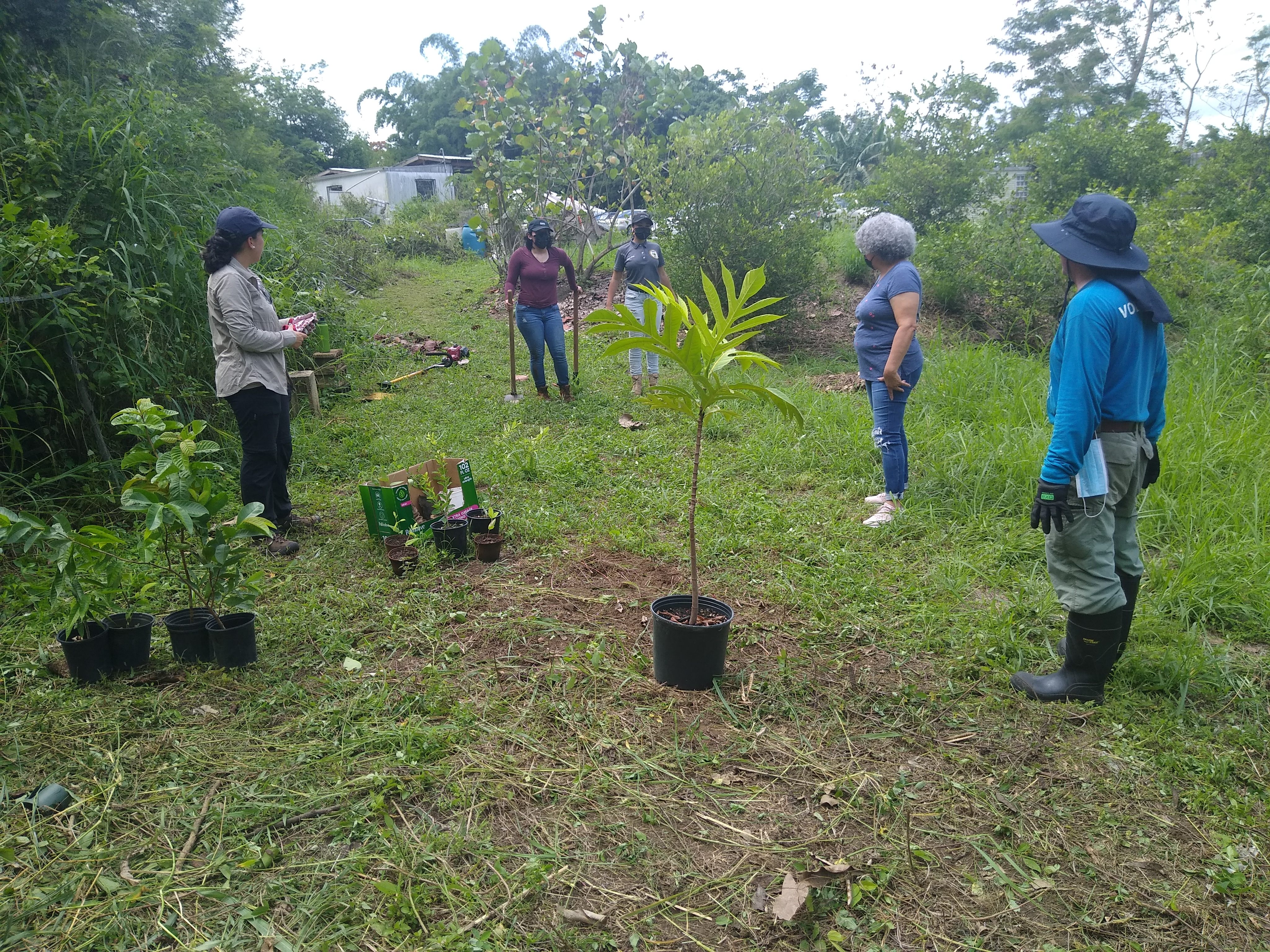 Granny Smith Apple Trees for Sale at Arbor Day's Online Tree Nursery -  Arbor Day Foundation