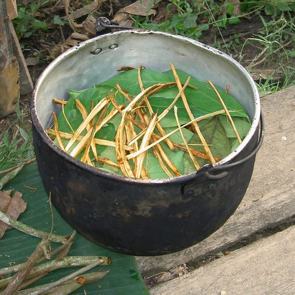 Preparing a batch of ayahuasca tea in Ecuador.