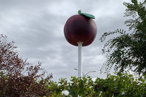  Valdivia Plum