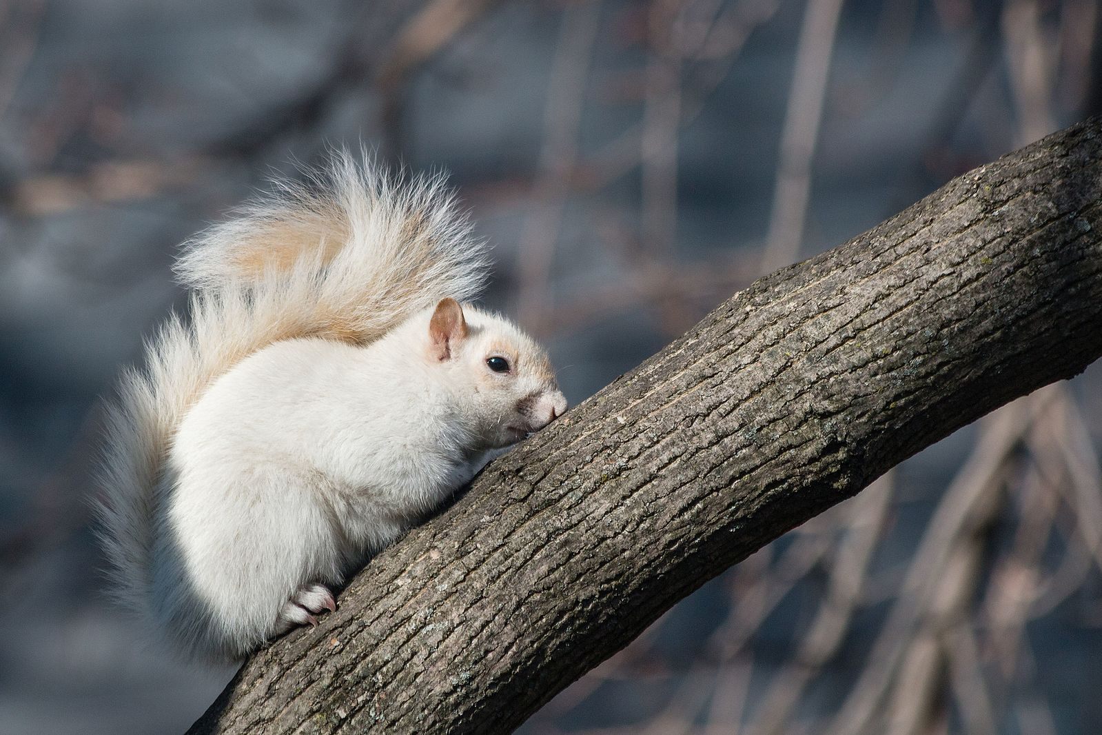 A squirrel with leucism.
